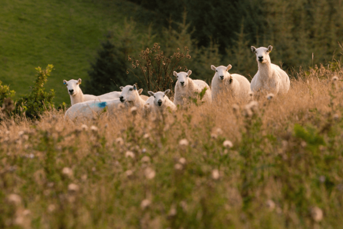 The Environmental Advantages of Wool: A Natural Choice