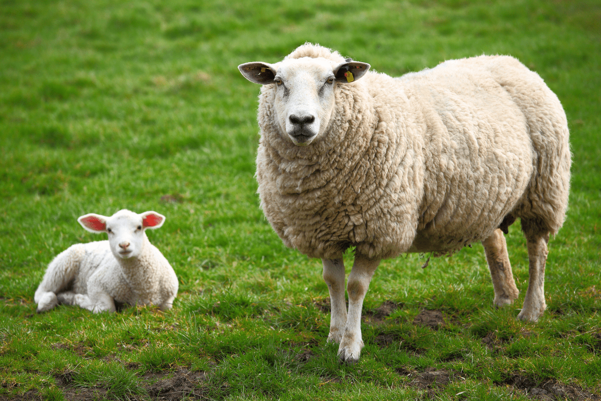 The Wool Journey: From Fleece to Yarn at Appletons